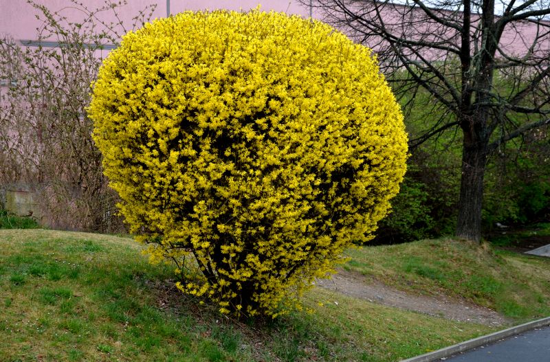Forsythia Trimming