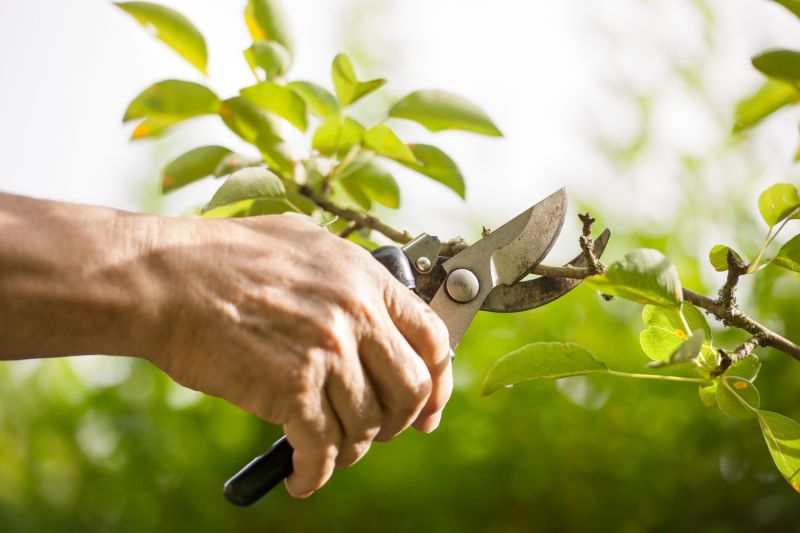 Ivy Pruning Service