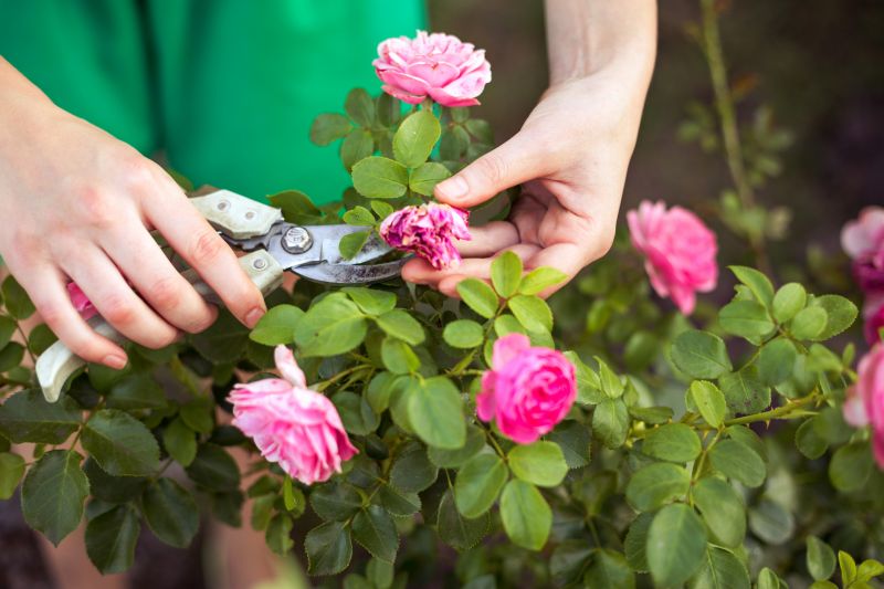 Rose Bush Pruning