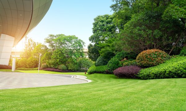 Commercial Shrub Trimming in Haverhill