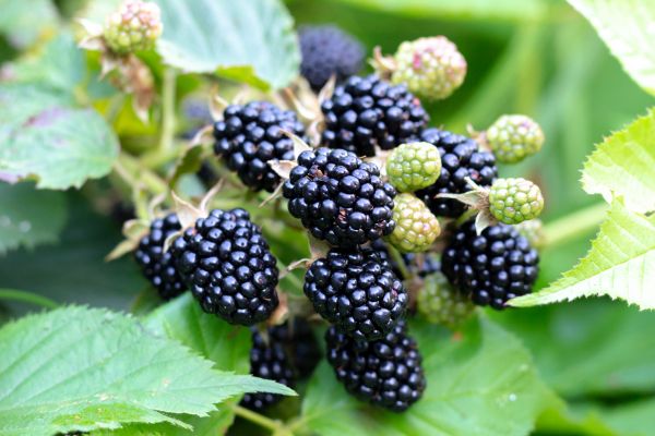 Blackberry Bush Removal in Haverhill