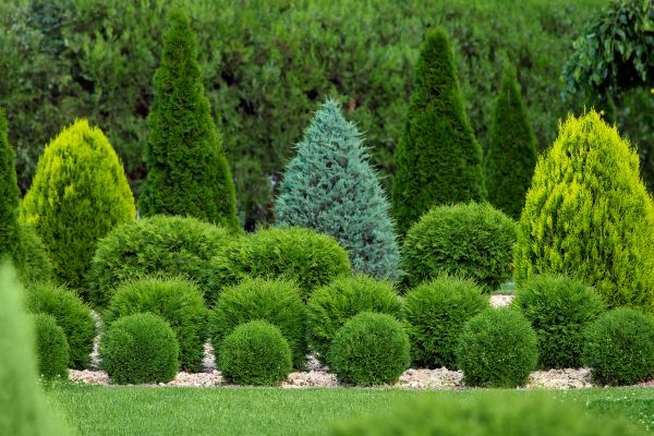 Cost of Bush Shaping Service in Haverhill