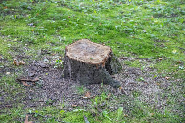 Bush Stump Removal in Haverhill