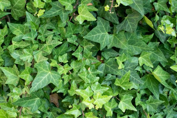 Cost of English Ivy Removal in Haverhill