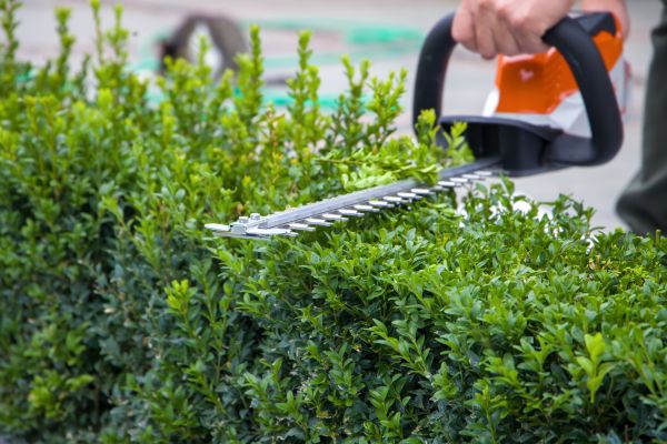 Hedge Pruning in Haverhill