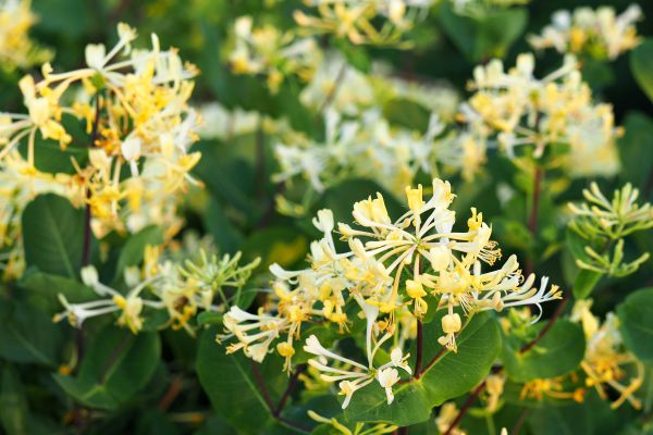 Cost of Honeysuckle Removal in Haverhill