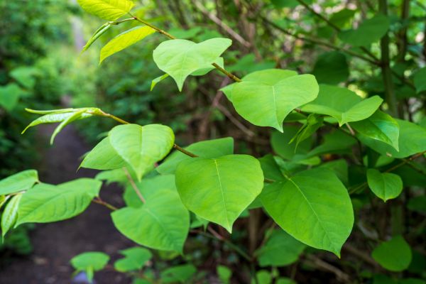 Cost of Invasive Plant Removal in Haverhill