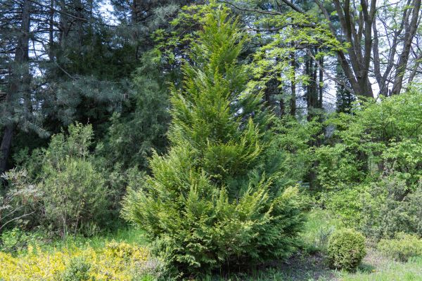 Cost of Juniper Pruning in Haverhill