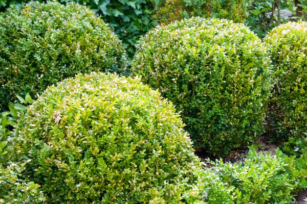 Cost of Landscape Trimming Service in Haverhill