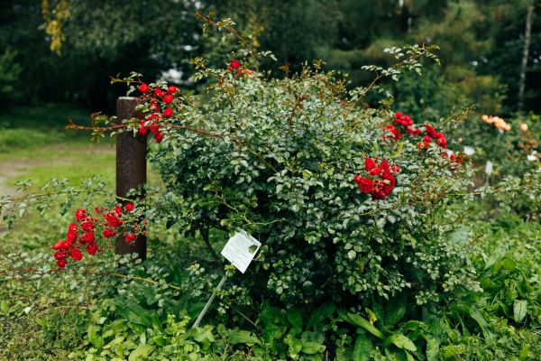 Cost of Rose Bush Removal in Haverhill