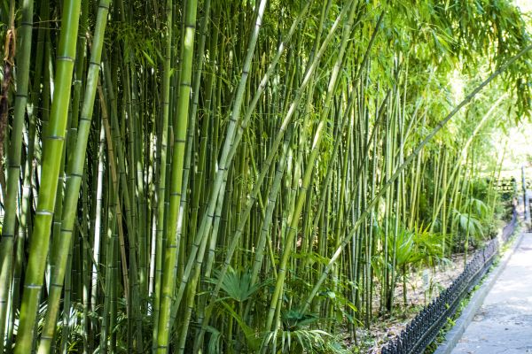 Cost of Bamboo Root Removal in Haverhill