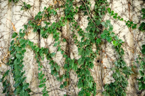 Cost of Vine Removal Service in Haverhill