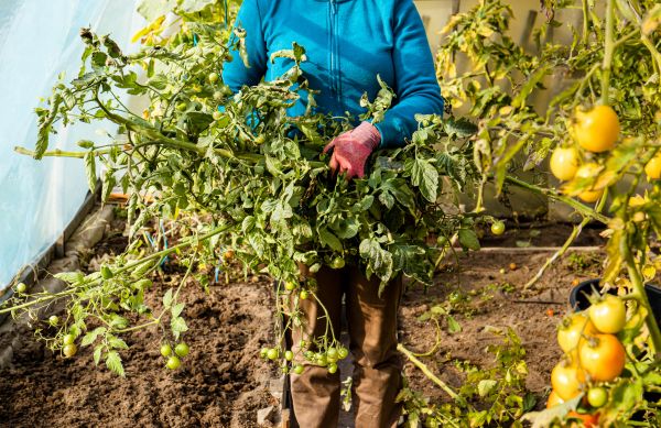 Cost of Garden Plant Removal in Haverhill