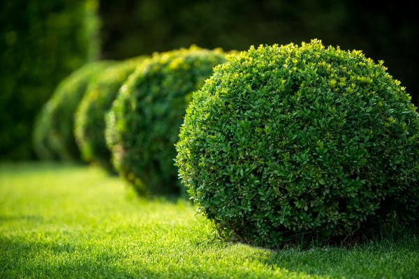 Cost of Bush Pruning in Haverhill