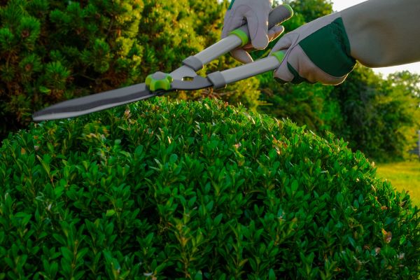 Cost of Topiary Shearing in Haverhill