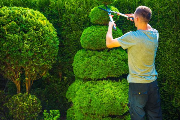 Cost of Topiary Shaping in Haverhill
