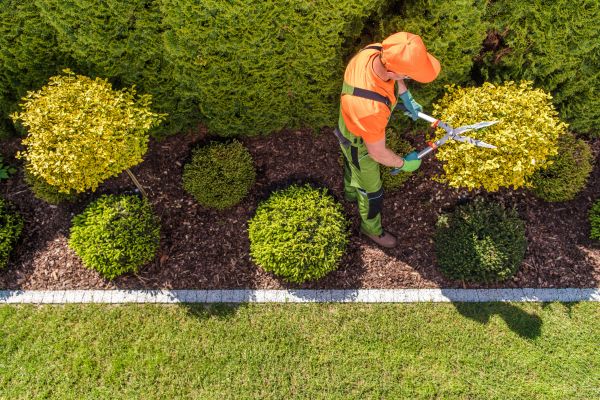 Cost of Topiary Trimming in Haverhill
