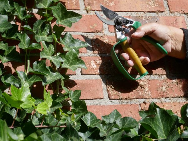 Cost of Ivy Removal Service in Haverhill
