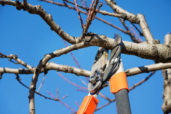 Cost of Selective Pruning in Haverhill