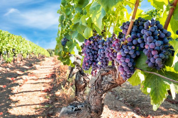 Cost of Grapevine Pruning in Haverhill
