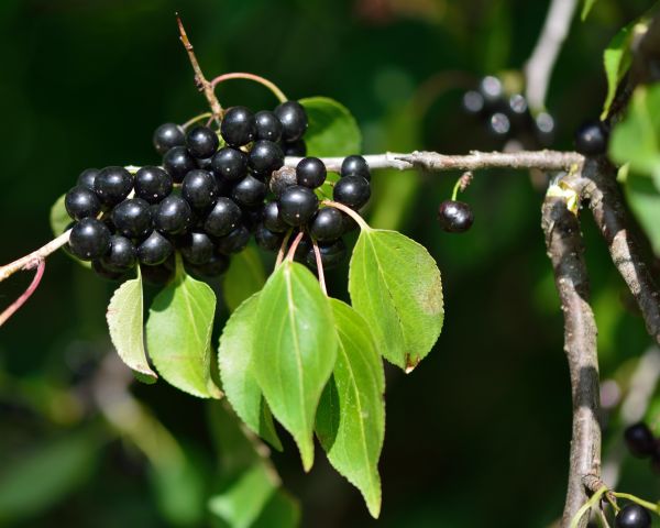 Cost of Buckthorn Removal in Haverhill