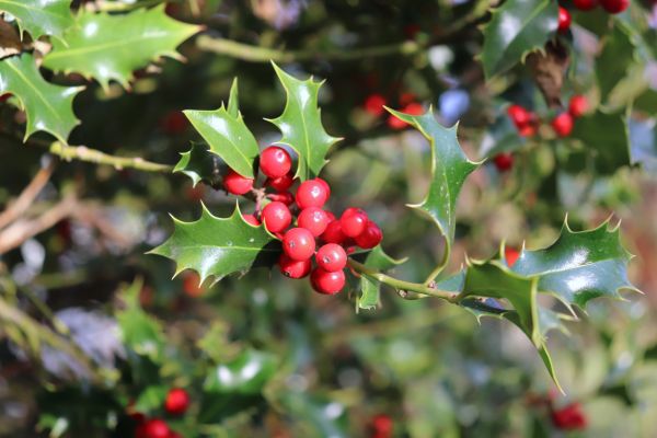 Cost of Holly Tree Trimming in Haverhill