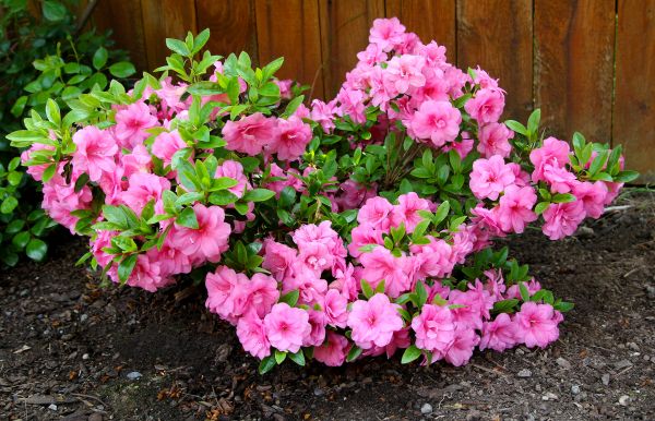 Cost of Azaleas Removal in Haverhill