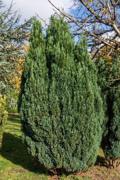 Cost of Juniper Trimming in Haverhill
