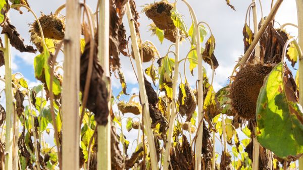 Cost of Dead Plant Removal in Haverhill