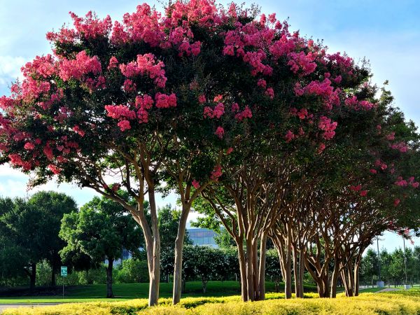Cost of Crepe Myrtle Pruning in Haverhill