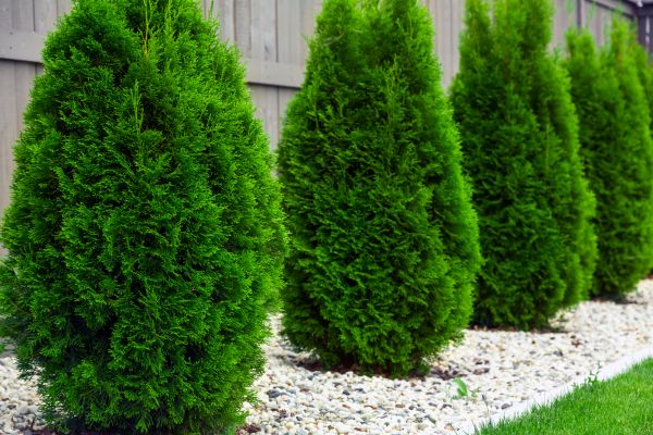 Cost of Arborvitae Pruning in Haverhill