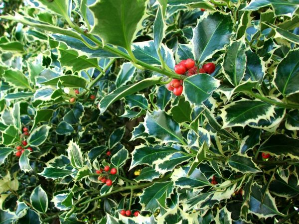 Cost of Holly Bushes Trimming in Haverhill