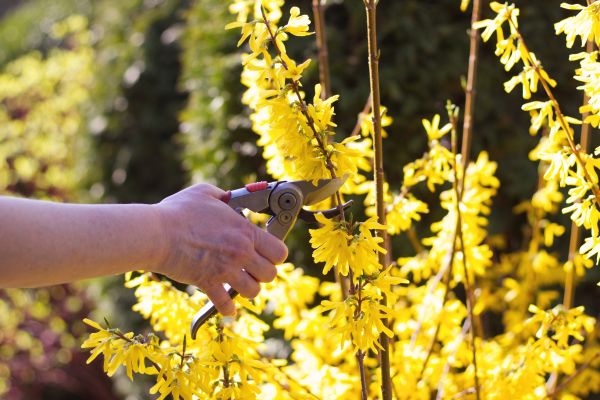 Forsythia Pruning in Haverhill
