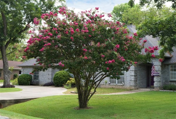 Crepe Myrtle Trimming in Haverhill