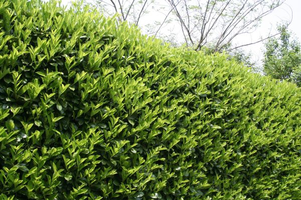 Cost of Laurel Shrub Removal in Haverhill