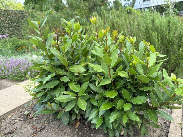 Cost of Laurel Hedge Removal in Haverhill