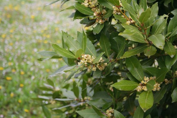 Cost of Laurel Trimming in Haverhill