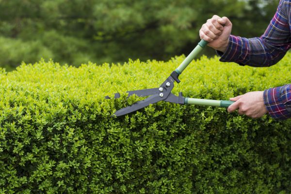 Cost of Evergreen Shrub Pruning in Haverhill