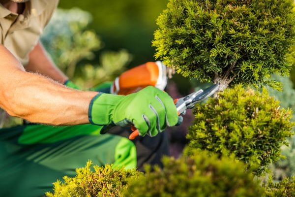 Cost of Landscape Pruning Service in Haverhill