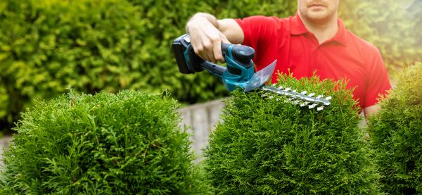 Cost of Hedge Shaping Service in Haverhill