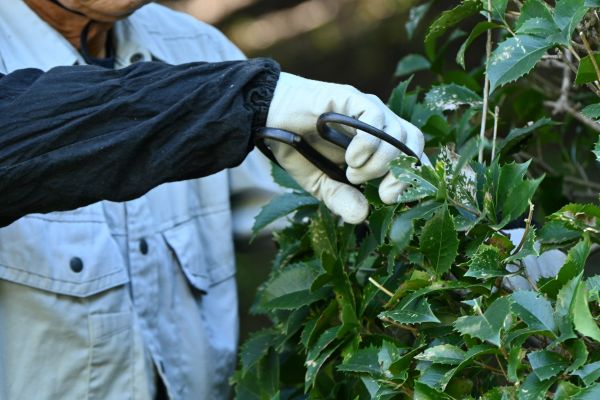 Holly Pruning in Haverhill
