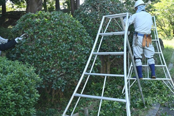 Cost of Holly Shaping in Haverhill