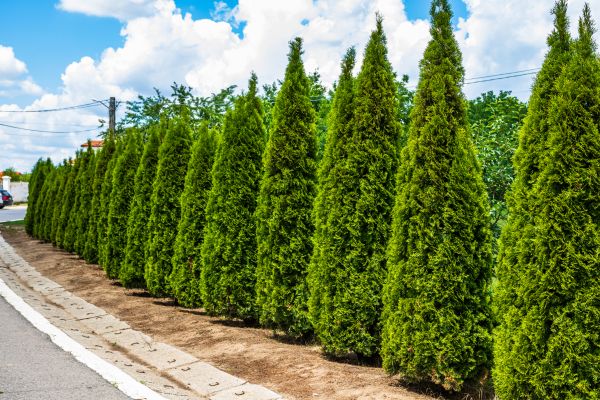 Cost of Arborvitae Shearing in Haverhill