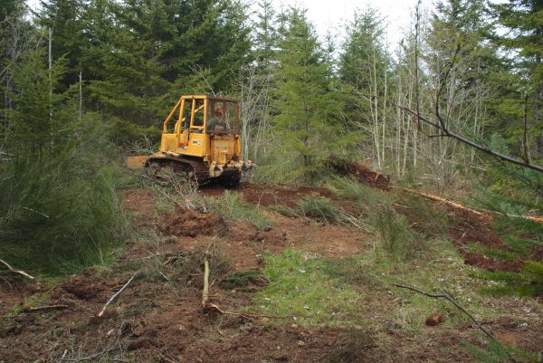 Cost of Shrubbery Clearing in Haverhill