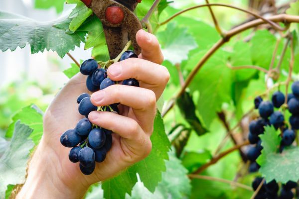 Cost of Vineyard Pruning in Haverhill