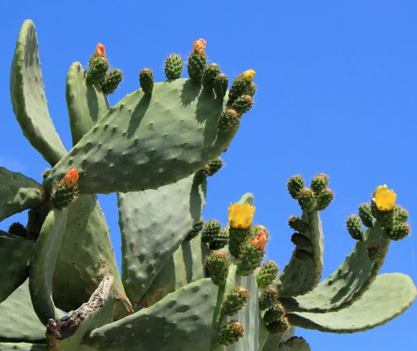 Cost of Cactus Removal in Haverhill