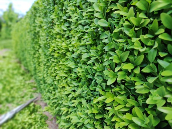 Cost of Boxwood Pruning in Haverhill
