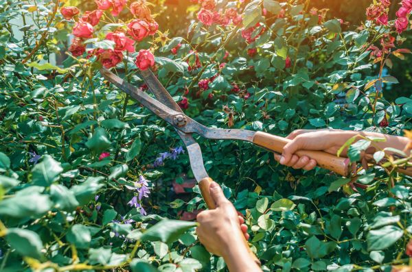 Knockout Roses Pruning in Haverhill