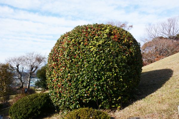 Cost of Holly Shrub Pruning in Haverhill