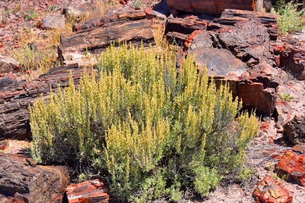 Cost of Sagebrush Removal in Haverhill